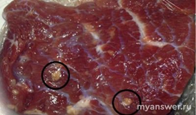 Что представляют собой включения, обнаруженные поваром в говяжьем мясе?