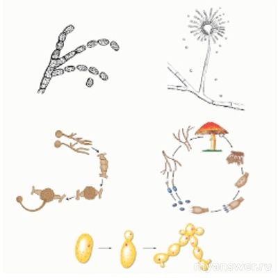 Какие рисунки иллюстрируют процесс бесполого и вегет. размножения у грибов?