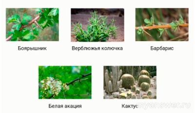 Какие растения имеют колючки листового происхождения?