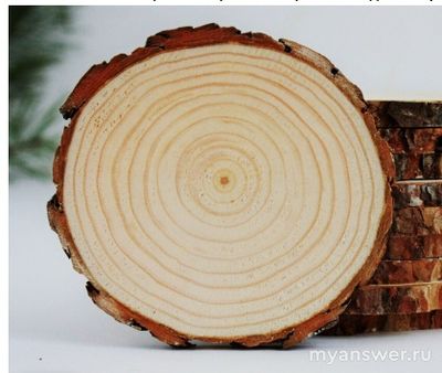 Сколько лет было растению, спил которого вы видите на фото: 10, 12, 20, 24?