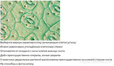 Как выбрать верные утверждения по фото препарата эпидермиса традесканции?
