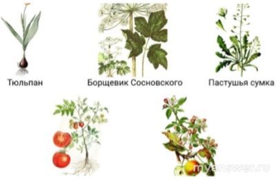 Какое соотв. м/у растениями и семействами: тюльпан, борщевик Сосновского?