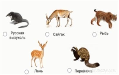 Какие из животных занесены в Красную книгу РФ: русская выхухоль, сайгак?