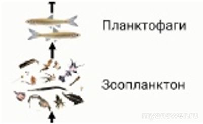 К какому эффекту может привести быстрое уменьшение кол-ва фитопланктона?