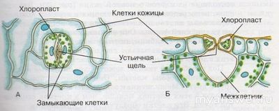 Как выбрать верную хар-ку замыкающих клеток устьиц эпидермиса традесканции?