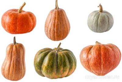 Какие виды тыкв существуют?