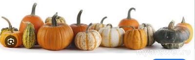 Какие виды тыкв существуют?