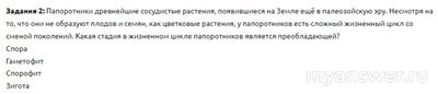 Какая стадия в жизненном цикле папоротников является преобладающей?