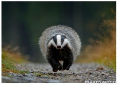 Какие из высказываний о барсуке, судя по фото и описанию, справедливы?