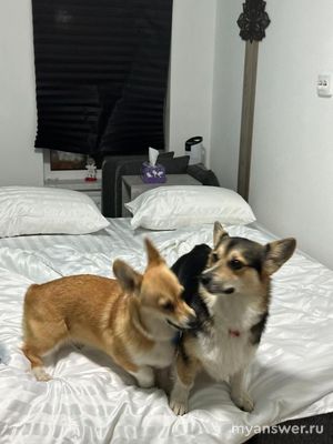 Какие собачки самые популярные в 2024 году?