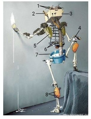 ВсОШ. Как соотнести предметы на рисунке с анатомическими терминами (см.)?