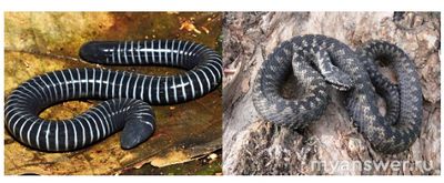 На рис. кольчатая червяга, что характерно для червяги, в отличие от гадюки?