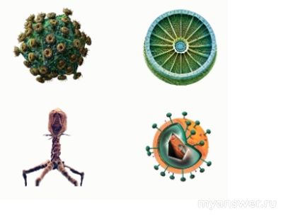 Как выбрать рисунок на котором представлен объект НЕ относящийся к вирусам?