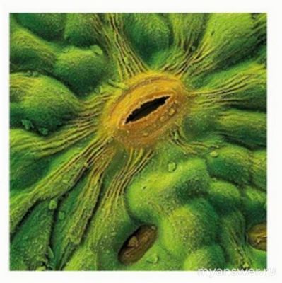 Что в процессе дыхания растение выделяет через устьица в окружающую среду?