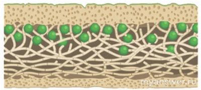 К какой группе организмов относят объект, срез слоевища изображён на рис.?