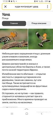 Куда мигрирует птица удод?