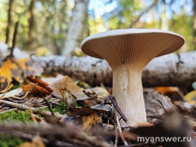 Осталось ли что-то, чему вы готовы искренне удивляться? Поделитесь?