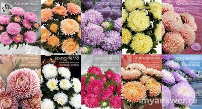 Хризантелла - это сорт астры или гибрид хризантемы и астры?