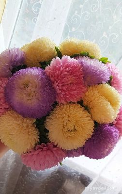 Хризантелла - это сорт астры или гибрид хризантемы и астры?