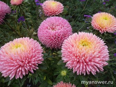 Хризантелла - это сорт астры или гибрид хризантемы и астры?