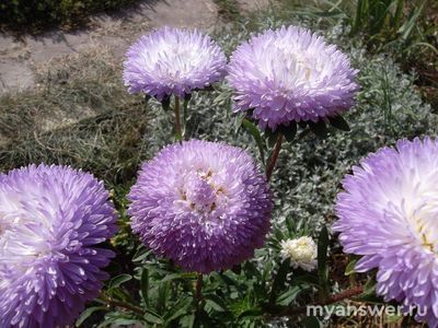 Хризантелла - это сорт астры или гибрид хризантемы и астры?