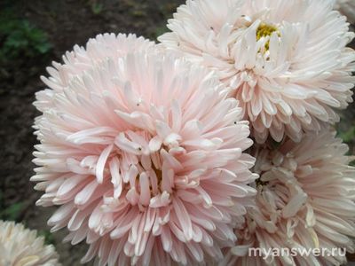Хризантелла - это сорт астры или гибрид хризантемы и астры?