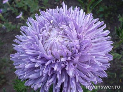 Хризантелла - это сорт астры или гибрид хризантемы и астры?