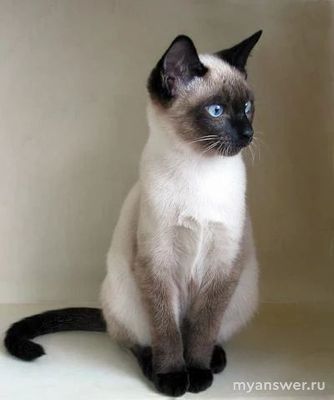 Как очистить клей с шерсти домашней кошки?