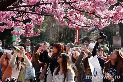 Зачем японцы наблюдают за цветением сакуры?