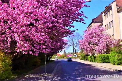 Зачем японцы наблюдают за цветением сакуры?