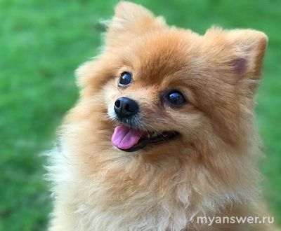 Когда празднуется "Всемирный день защиты животных"?