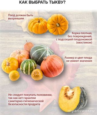 Что такое техническая зрелость тыквы?