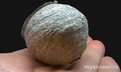 Когда и куда уходят осы из своего гнезда и когда и куда они возвращаются?