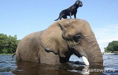 Какие имена у учёных, деятельности которых связаны с этологией?