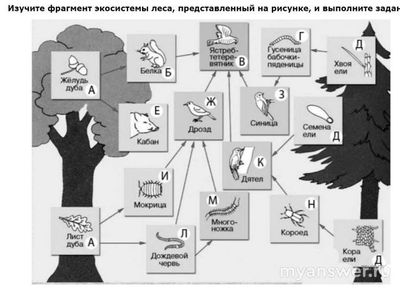 Как составить пищевую цепь из четырех организмов, в которую входит ель?