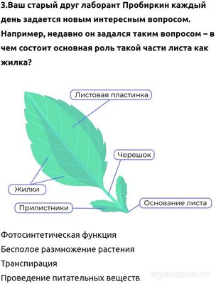 В чем основная роль такой части листа как жилка ВСОШ биология 5 класс?