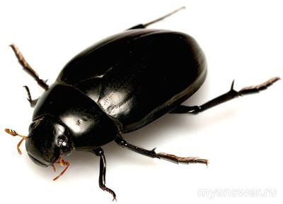 Почему в городах РФ исчез жук, майский, водолюб?