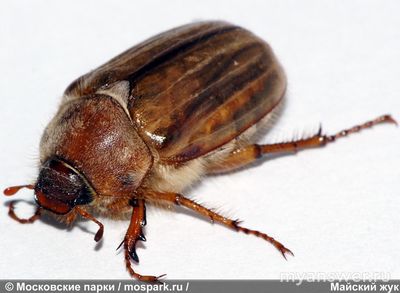 Почему в городах РФ исчез жук, майский, водолюб?