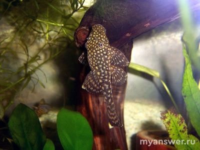 Зачем анциструсам нужна коряга в аквариуме, какая лучше, это обязательно?