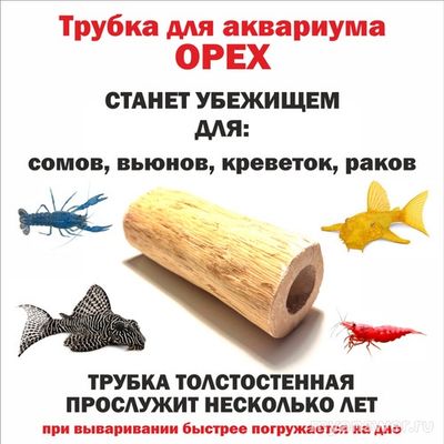 Зачем анциструсам нужна коряга в аквариуме, какая лучше, это обязательно?
