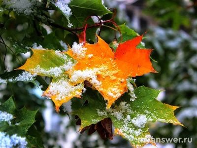 Когда синоптики обещают Первый снег в России в 2024 году?