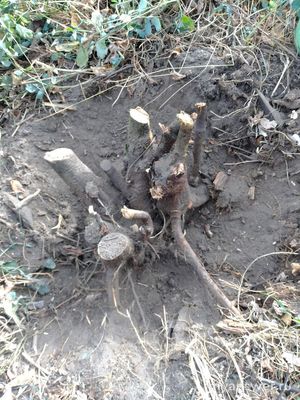 Засохнут ли корни терновника?