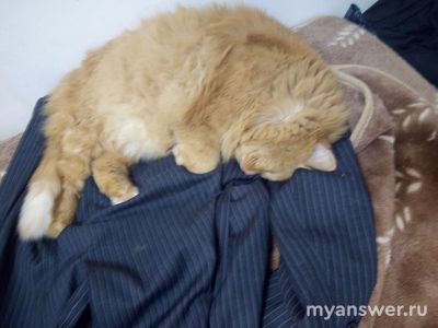 От лица живого существа (кроме человека) сочинение - что написать?