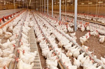 В чем особенность выращивания кур бройлеров от обычных несушек?