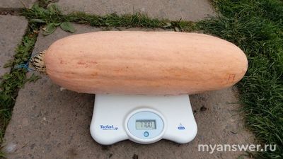 Много ли семян внутри тыквы Розовый Банан?