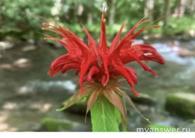 Как ответить на вопрос «неправильные пчелы», ВСОШ биология, 8 класс?