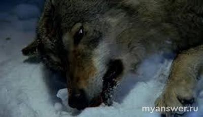 Чем заканчивается книга "Весьегонская волчица" Васильева Бориса?