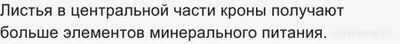 С чем связано, что листья в центре кроны крупнее и темнее, чем по краям?
