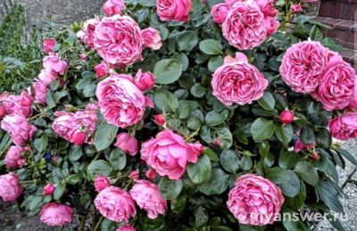 При какой температуре подрезают розы на зиму?