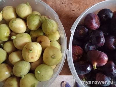 Какая разница между синим и белым инжиром? Что известно?